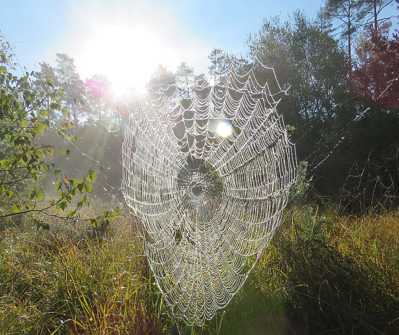   Spiders Web